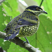 Cotinga écaillé