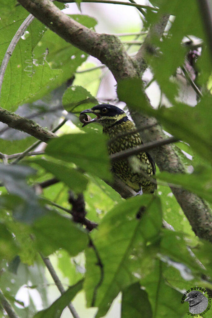 Cotinga écaillé mâle adulte, identification