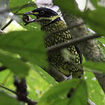 Cotinga écaillé