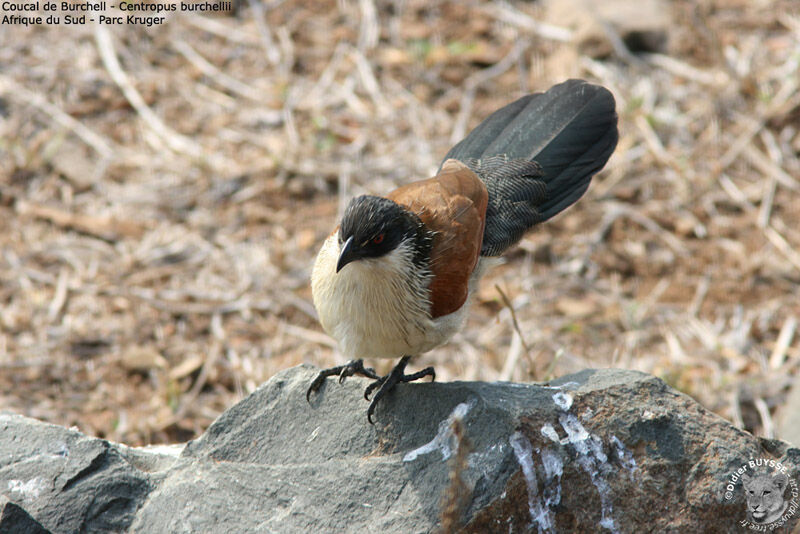 Coucal de Burchell, identification