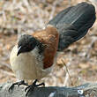 Coucal de Burchell