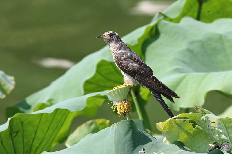 Common Cuckoo female immature, identification