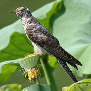 Common Cuckoo