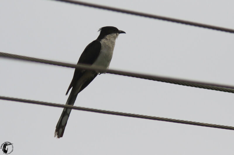 Jacobin Cuckooadult, identification