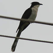 Jacobin Cuckoo