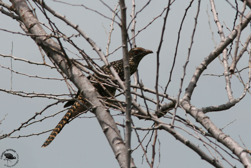 Asian Koelimmature, identification