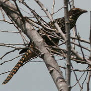 Asian Koel