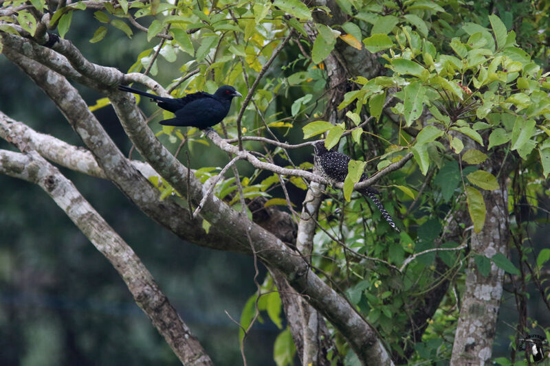 Coucou koëladulte, habitat