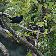 Asian Koel