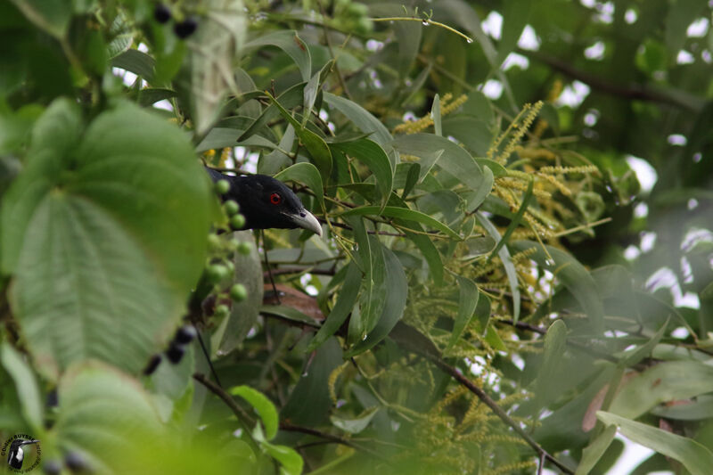 Coucou koël mâle adulte nuptial, identification, habitat