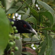 Asian Koel