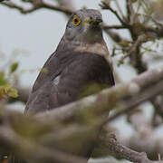 Common Hawk-Cuckoo