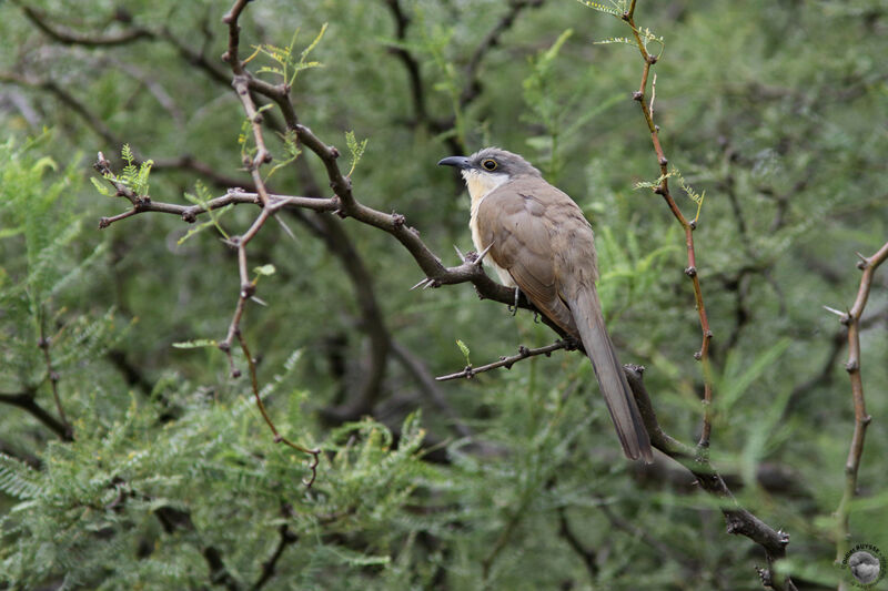 Dark-billed Cuckooadult breeding, identification