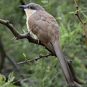 Dark-billed Cuckoo