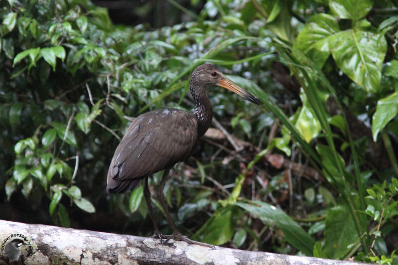 Courlan brun, identification