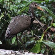 Limpkin