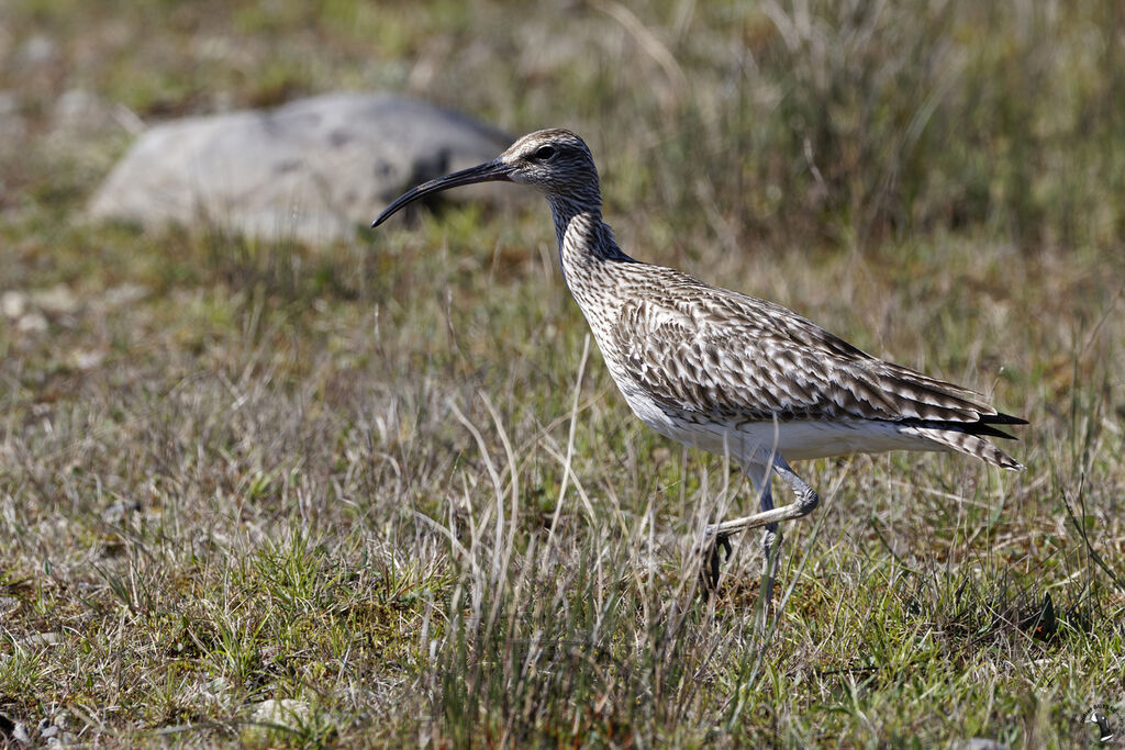 Eurasian Whimbrel