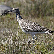 Eurasian Whimbrel