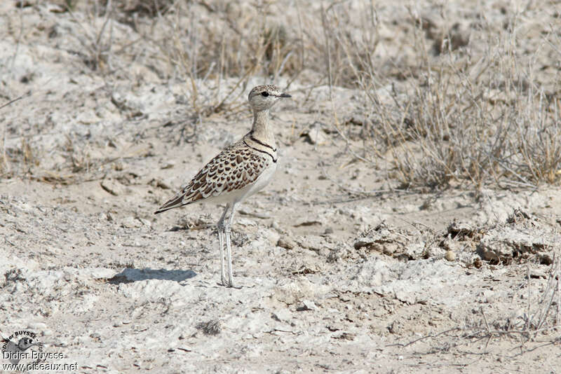 Double-banded Courseradult, identification