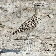 Double-banded Courser