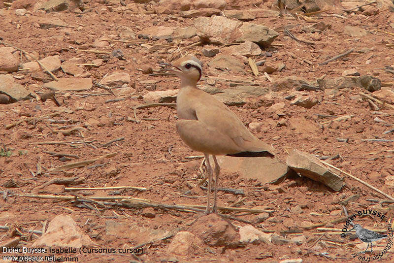 Courvite isabelleadulte nuptial, habitat, camouflage, pigmentation, Comportement