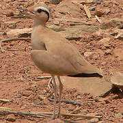 Cream-colored Courser