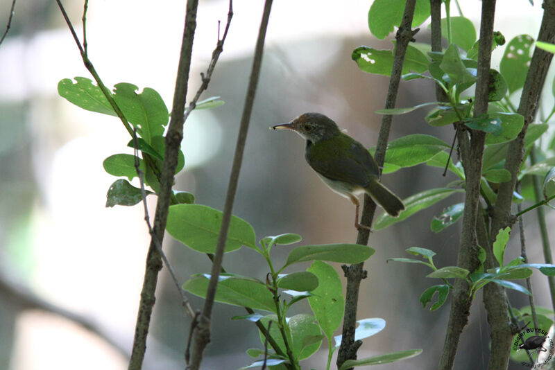 Common Tailorbirdadult, identification