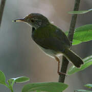 Common Tailorbird