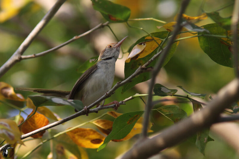 Common Tailorbirdadult, identification