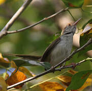 Common Tailorbird