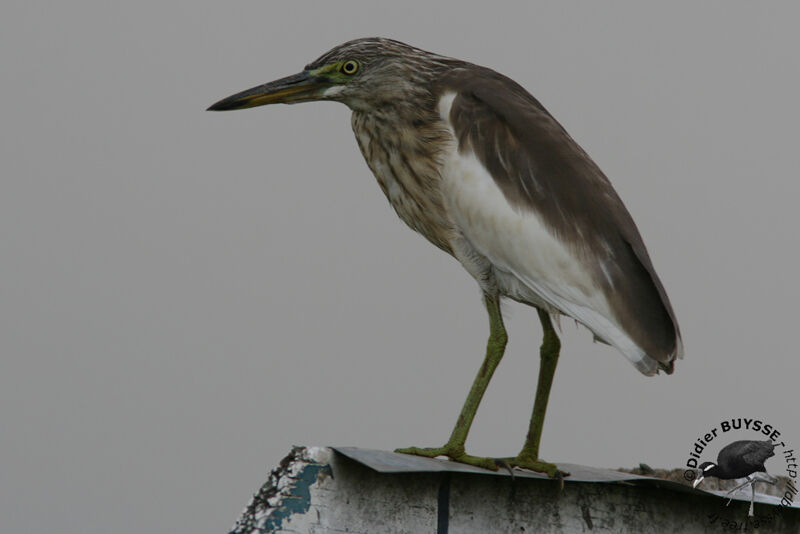 Chinese Pond Heronimmature, identification