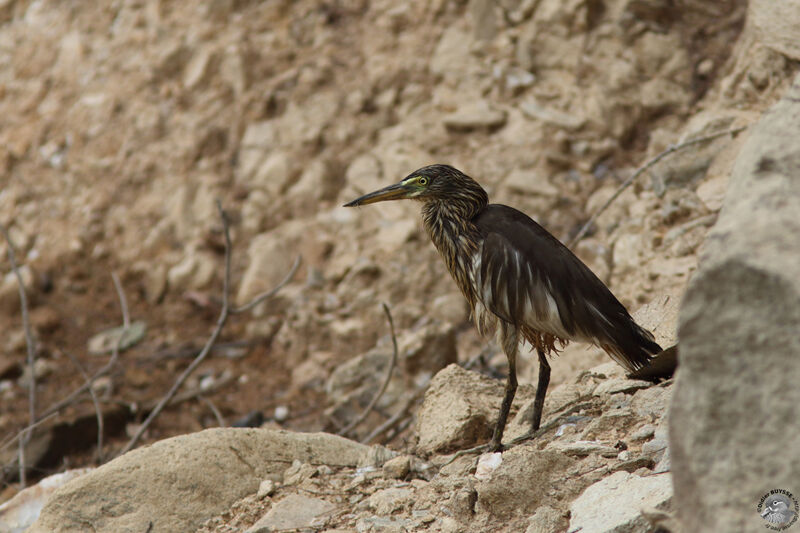 Chinese Pond Heron, identification