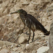 Chinese Pond Heron