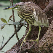 Indian Pond Heron