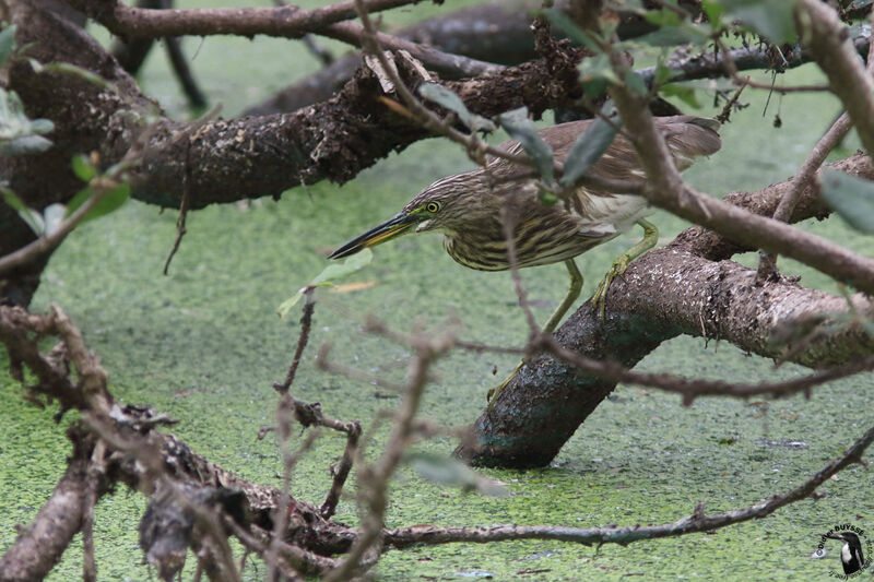 Indian Pond Heron, identification, habitat, fishing/hunting