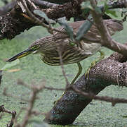 Indian Pond Heron