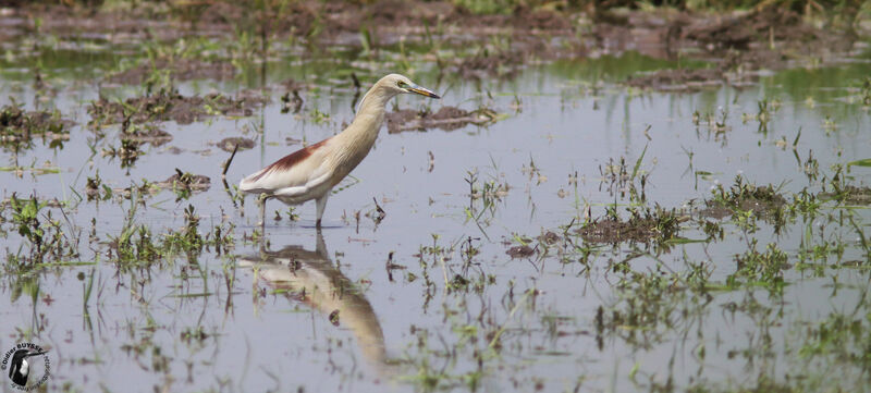 Crabier de Grayadulte nuptial, identification, habitat