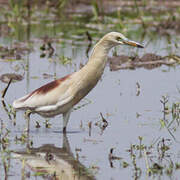 Indian Pond Heron