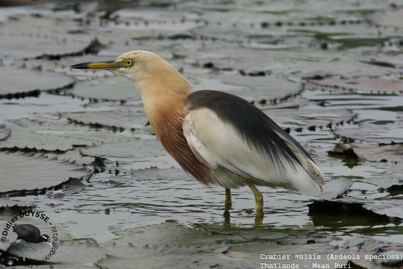 Javan Pond Heronadult breeding