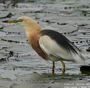 Javan Pond Heron