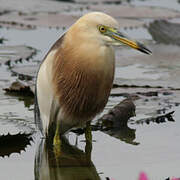 Javan Pond Heron