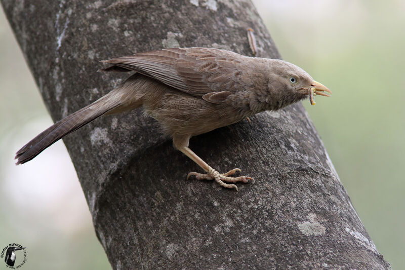 Yellow-billed Babbler, identification, feeding habits, fishing/hunting