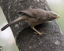 Yellow-billed Babbler