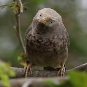 Yellow-billed Babbler