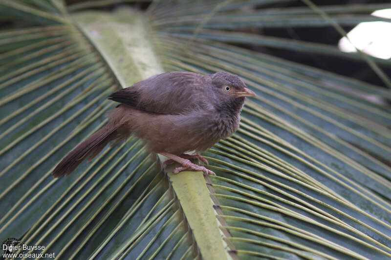 Jungle Babbleradult, identification