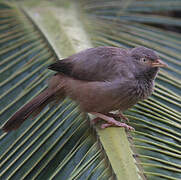 Jungle Babbler