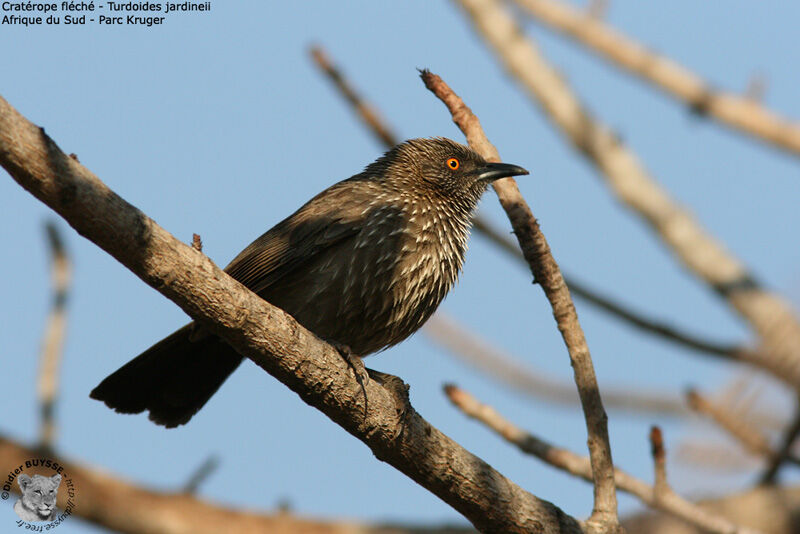 Arrow-marked Babbler, identification