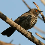 Arrow-marked Babbler