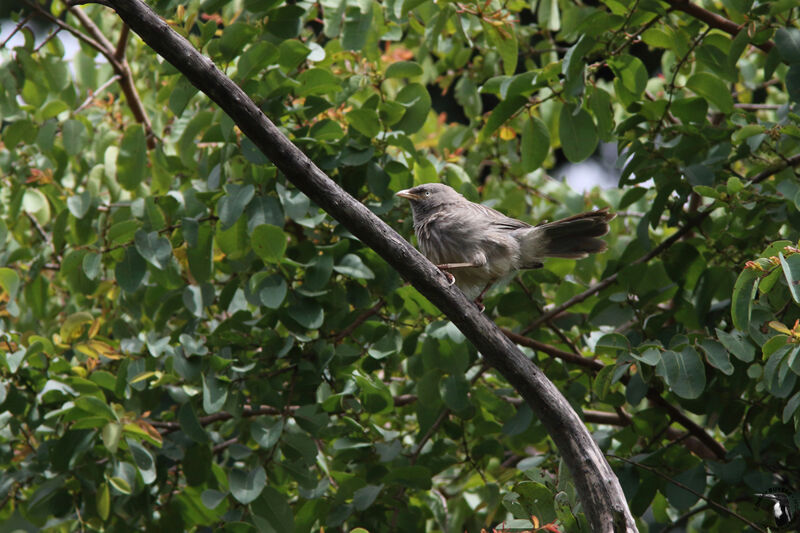 Cratérope grisadulte, identification