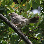 Large Grey Babbler